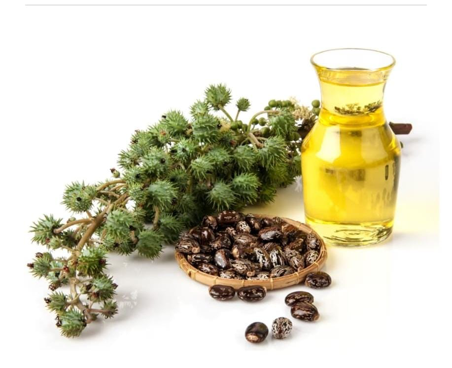 Use and Benefits of Castor Oil